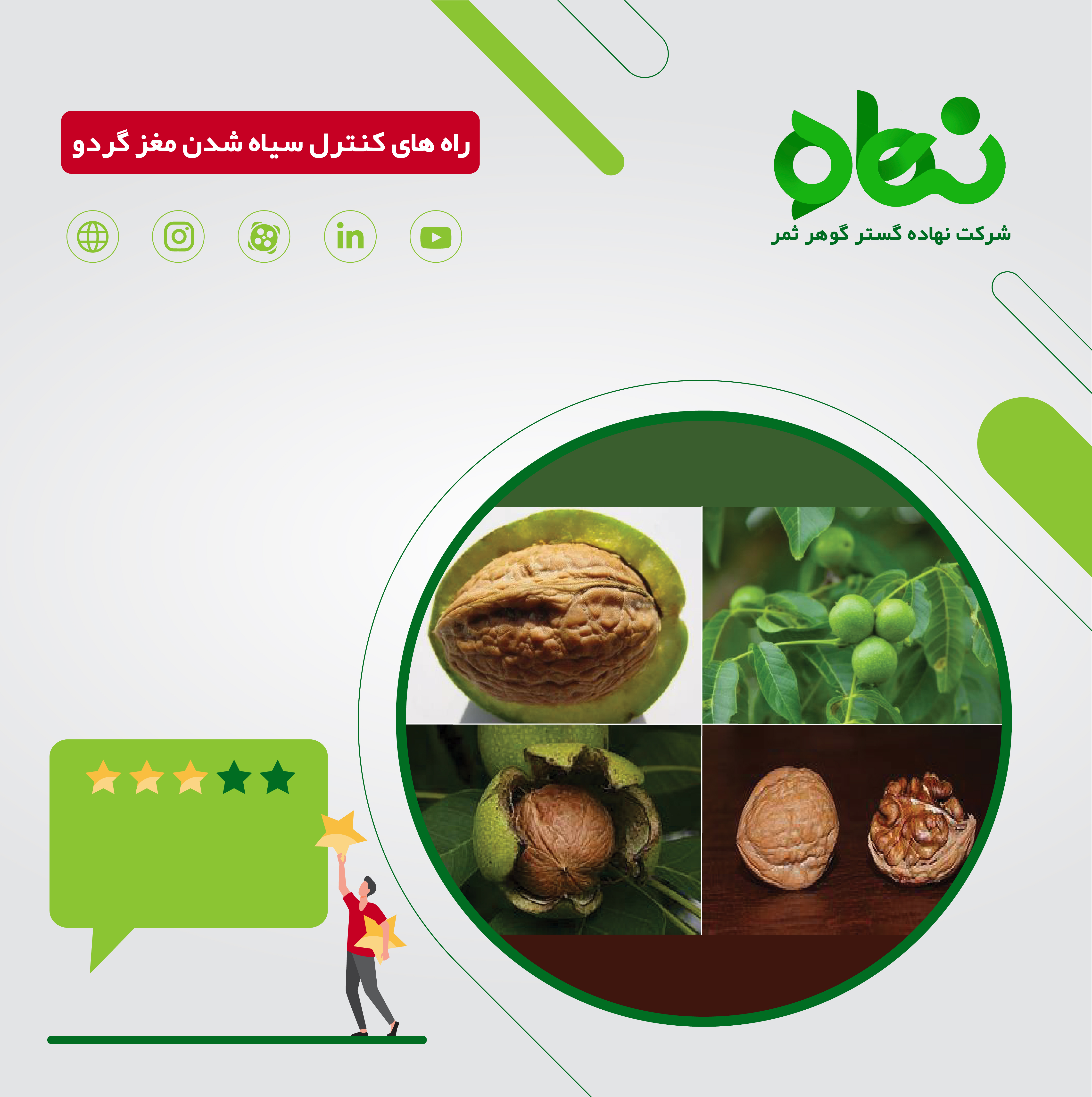 علل سیاه شده مغز گردو